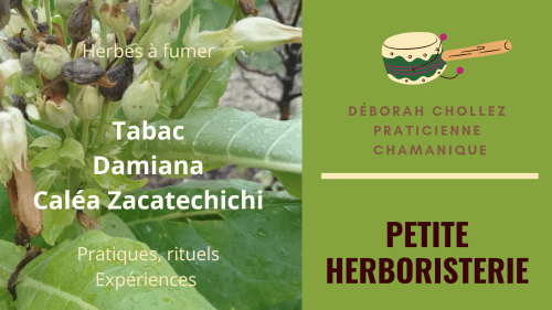 Petite herboristerie – Tabac / Damiana / Caléa&nbsp;Zacatechichi