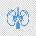 Blue outline of human lungs with bronchial tree structure