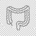Blue line drawing of human large intestine and colon anatomy