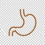 Blue outline of human lungs with bronchial tree structure