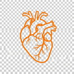 Blue line drawing of a human heart with major blood vessels